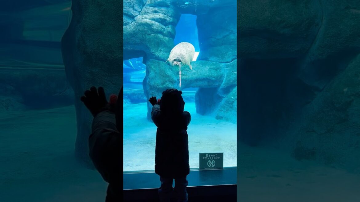 A beautiful day exploring Maruyama Park and Maruyama Zoo in Sapporo, Japan! Dec 2024