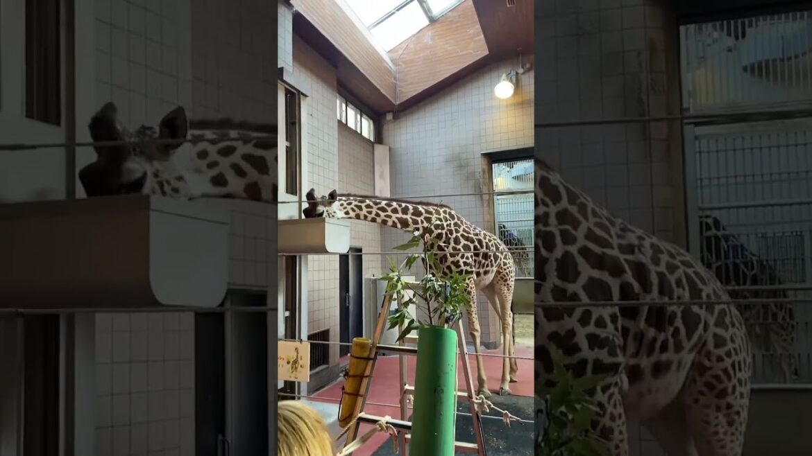 【OSAKA】Must-See Tourist Attractions – Tennoji Zoo Giraffe 【OSAKA】Must-See Tourist Attractions - Tennoji Zoo Giraffe