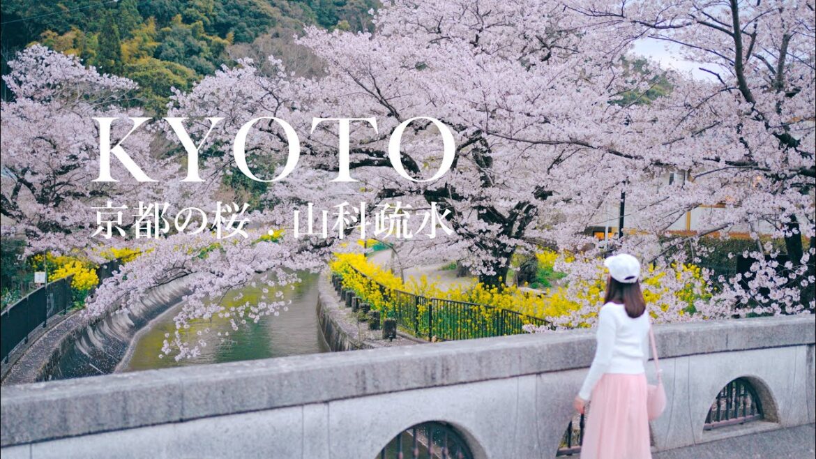 Kyoto Cherry Blossoms 🌸 Quiet Sakura viewing spot 山科疏水 | 🇯🇵 Japan travel VLOG Kyoto Cherry Blossoms 🌸 Quiet Sakura viewing spot 山科疏水 | 🇯🇵 Japan travel VLOG