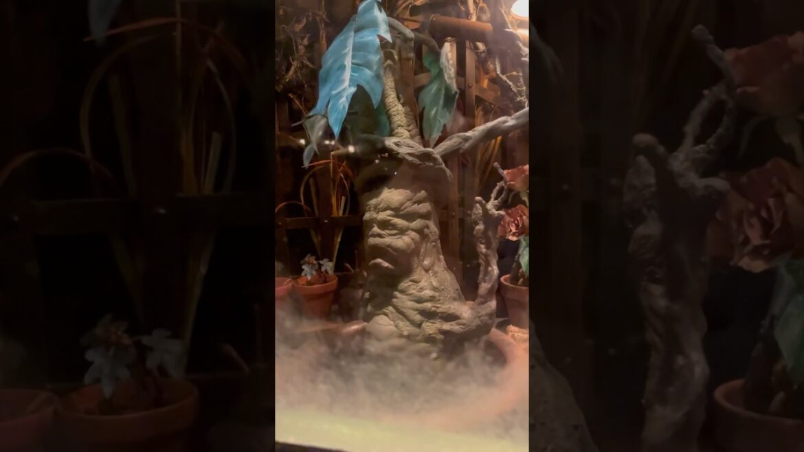 Crying Mandragora Universal Studios Japan #shorts