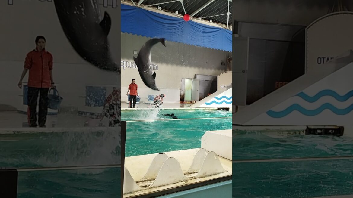 Dolphin Show in Otaru Aquarium #shorts #foryou #viralvideo  #dolphin #otaruaquarium #hokkaido #japan Dolphin Show in Otaru Aquarium #shorts #foryou #viralvideo  #dolphin #otaruaquarium #hokkaido #japan