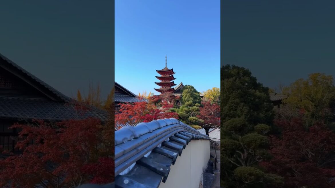 🍁 Miyajima / Hiroshima🗾 宮島 / 広島The autumn leaves in Miyajima were beautiful🥰🍁🏝宮島の紅葉が素敵でした🥰🍁🏝 🍁 Miyajima / Hiroshima🗾 宮島 / 広島The autumn leaves in Miyajima were beautiful🥰🍁🏝宮島の紅葉が素敵でした🥰🍁🏝