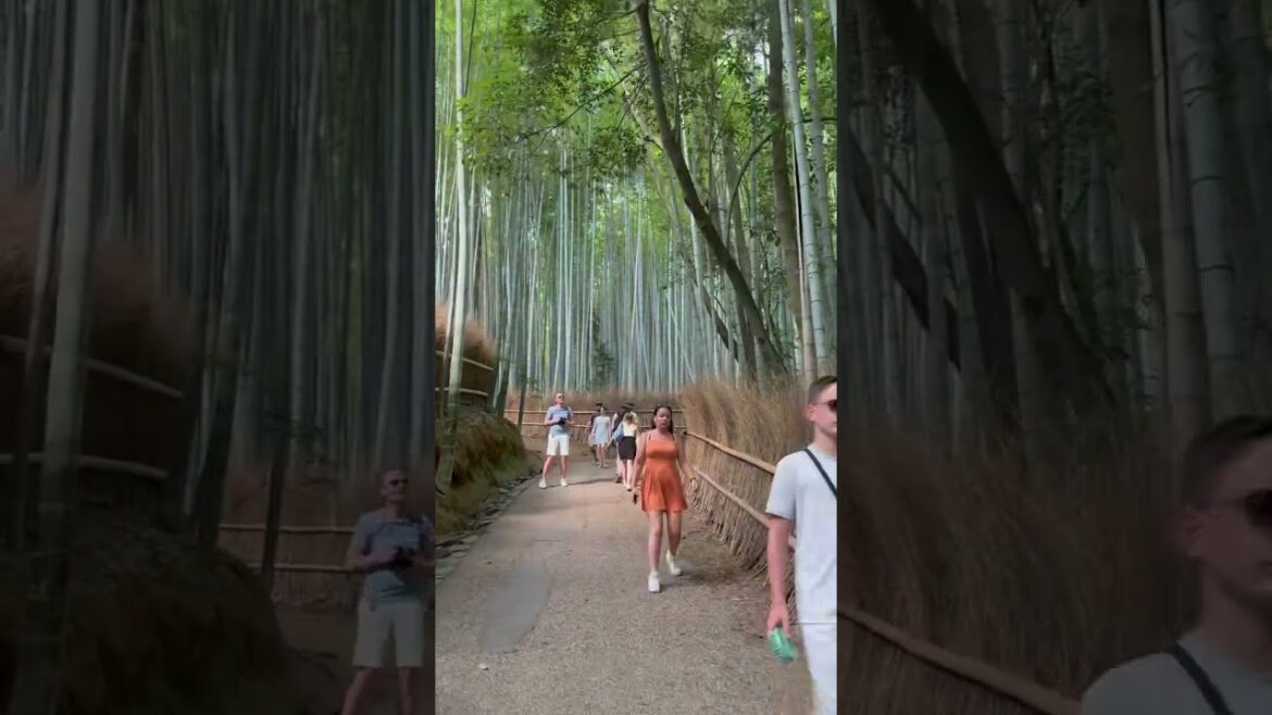 Highlights of Kyoto tour