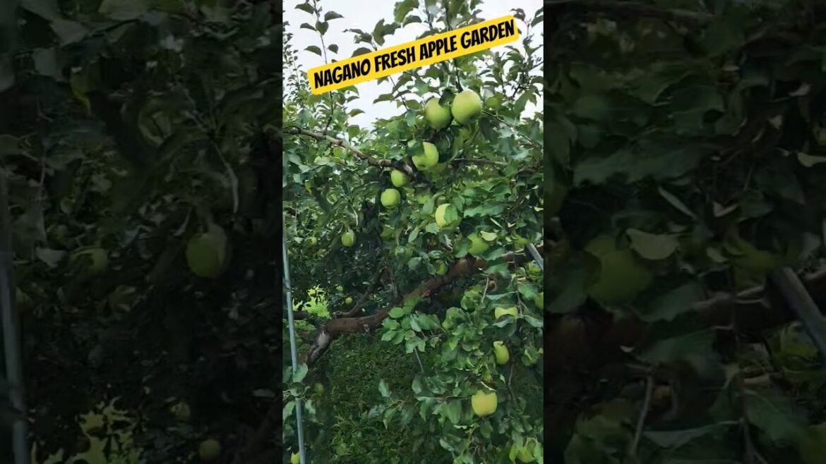 Apple in Nagano 🍎 | Japan’s Most Beautiful Apple Garden Experience!"