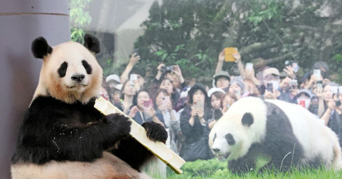 Thousands left weeping as China strips Japan of beloved pandas in bizarre move Ipso logo