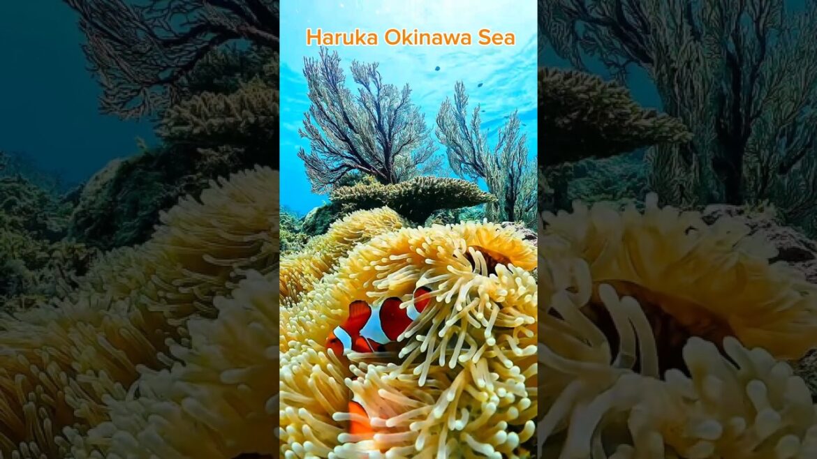 Okinawa’s Hidden Sea Gem 🌴 | Lost in Okinawa’s Blue 💙 #viral #youtubeshorts #shorts #travel #love