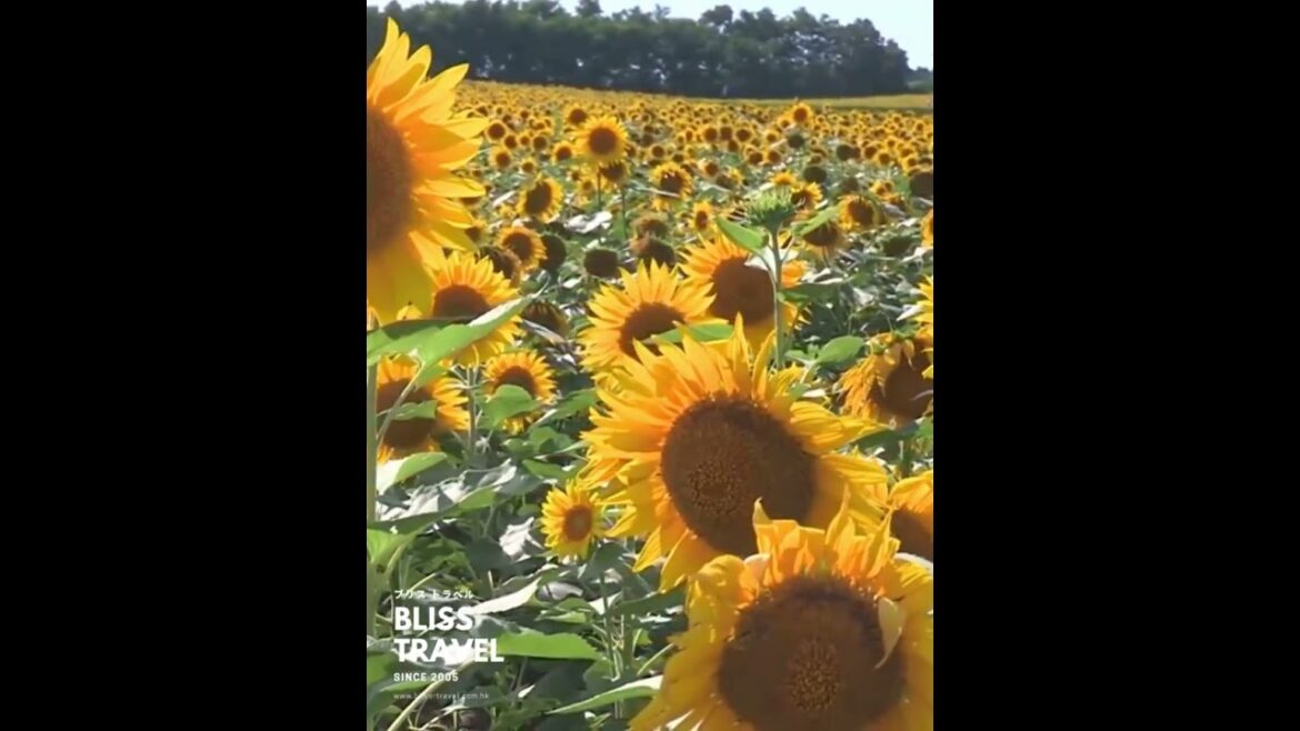๐ป Stunning Sunflower Paradise in Hokkaido! Must-Visit in Summer! #SunflowerHeaven ๐ป Stunning Sunflower Paradise in Hokkaido! Must-Visit in Summer! #SunflowerHeaven