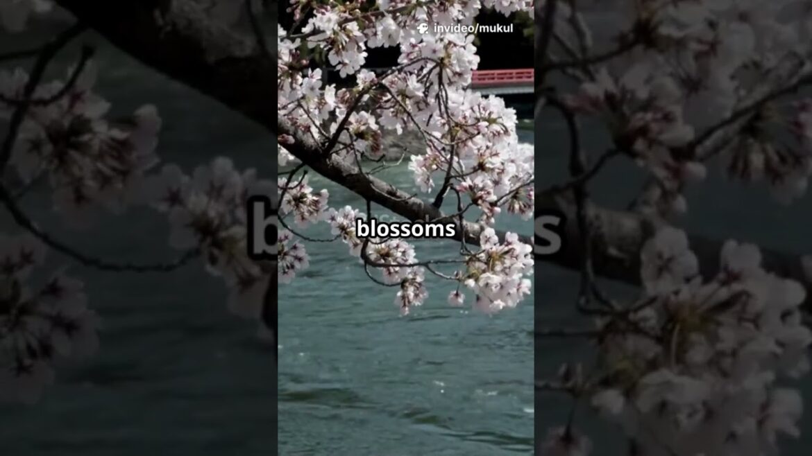 Place in Japan🇯🇵🎌🎌🏯 that don’t feel real.#advanture #explore #japan Place in Japan🇯🇵🎌🎌🏯 that don't feel real.#advanture #explore #japan