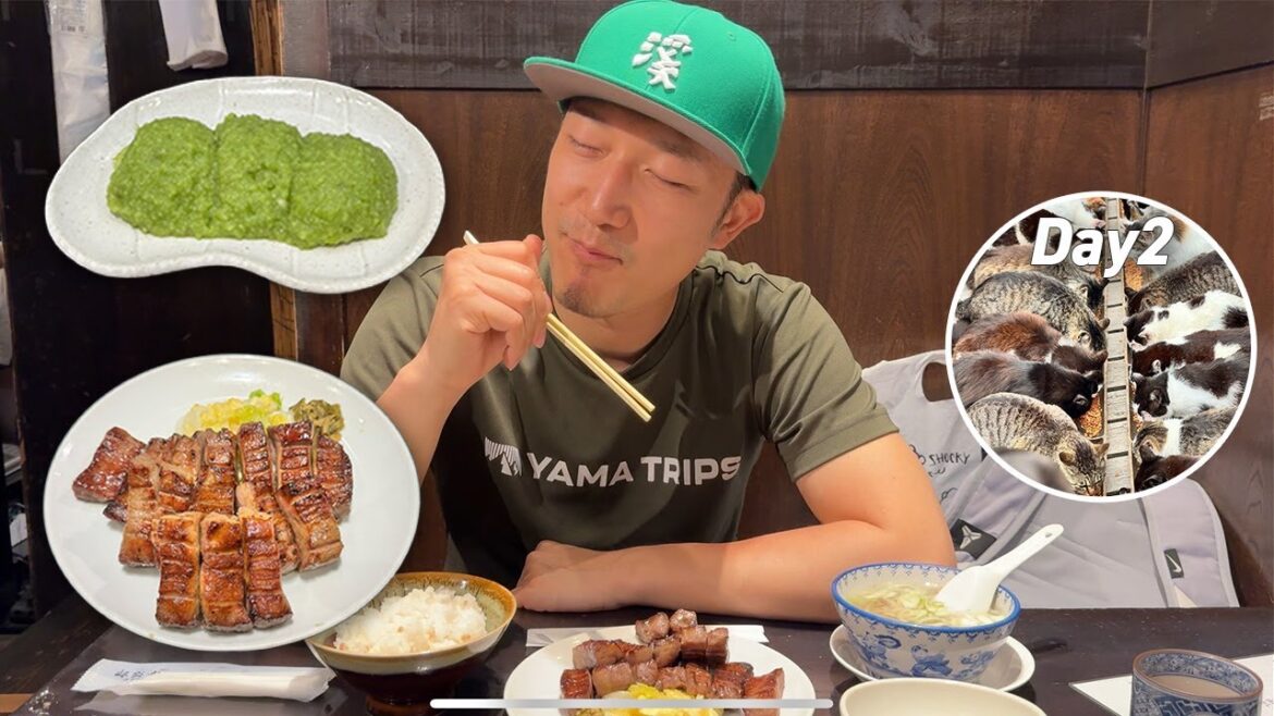 Sendai Station Guide and Journey to the Cat Island