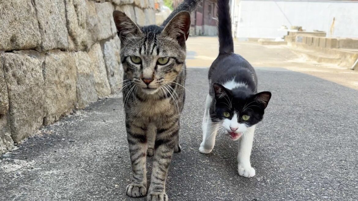 kawaii(かわいい)🐱🐱Cat island japan A Heartwarming Summer with 100+ Cats on Sanagi Island, Kagawa 🇯🇵 kawaii(かわいい)🐱🐱Cat island japan A Heartwarming Summer with 100+ Cats on Sanagi Island, Kagawa 🇯🇵