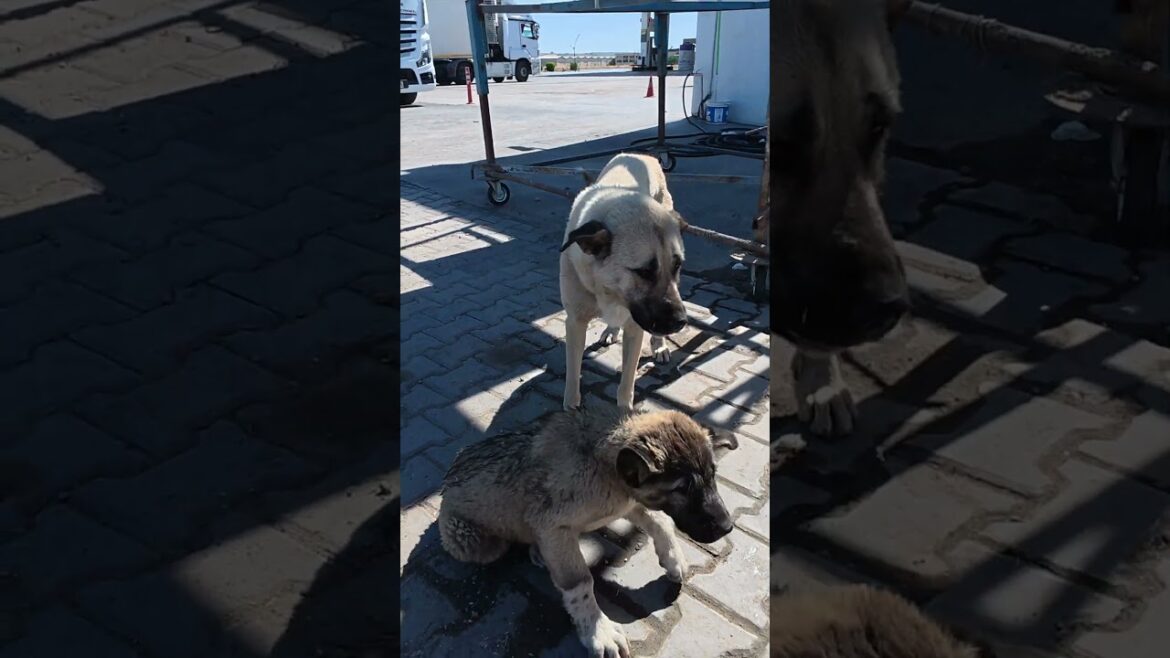 A little food, a lot of love. ❤️ Stray dogs of Turkey #turkey #shorts #roadtrip #puppy #travel A little food, a lot of love. ❤️ Stray dogs of Turkey #turkey #shorts #roadtrip #puppy #travel
