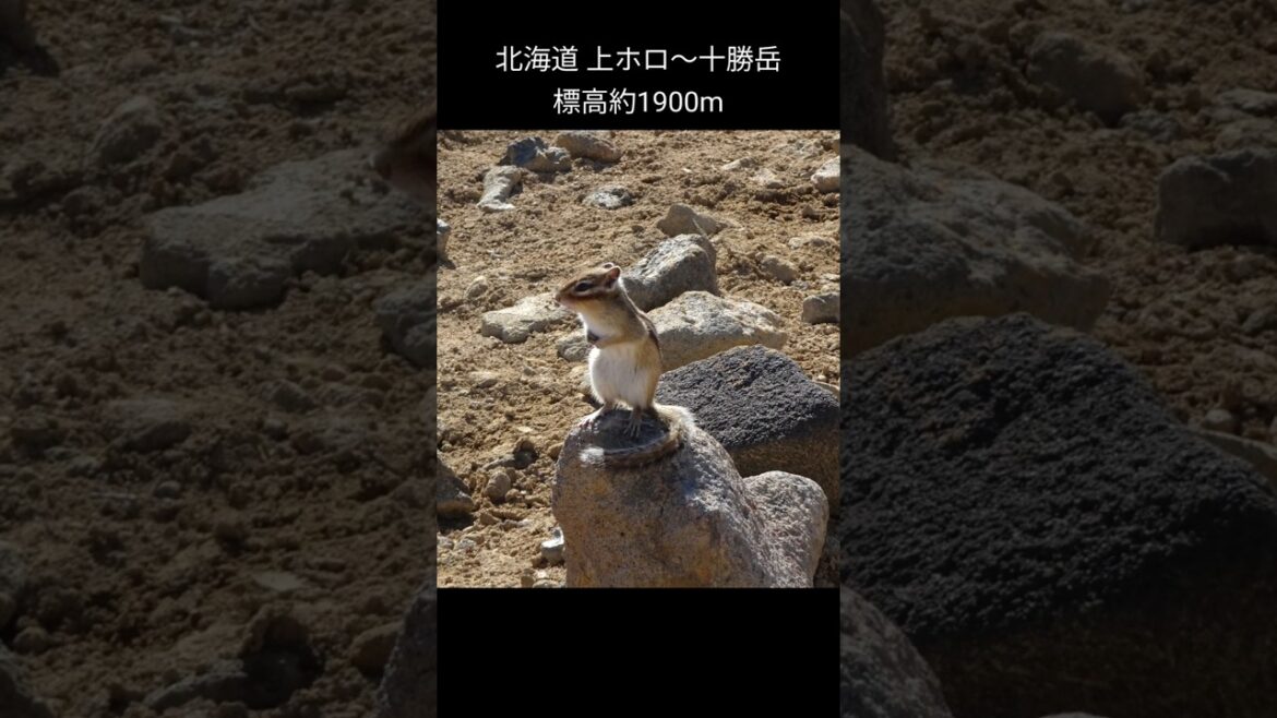 標高1900mでリスが歓迎してくれる十勝岳連峰 #動物  #旅行  #絶景 #japan 標高1900mでリスが歓迎してくれる十勝岳連峰 #動物  #旅行  #絶景 #japan