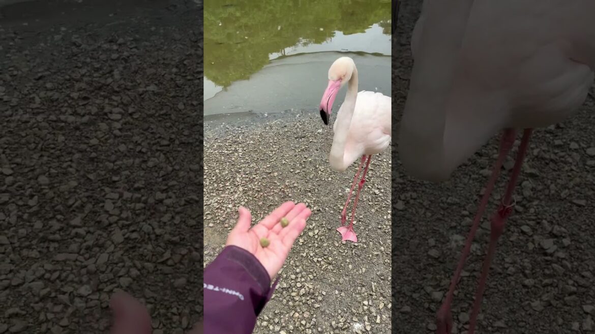 Neo Park Okinawa ~大红鹳 2025.03.26 （這隻鳥真係好大隻，個咀都好大，但係好溫馴 。） #animals #Nago #Okinawa #沖繩 #birds #值得推薦