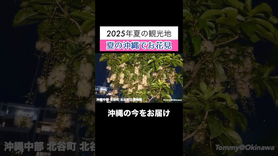夏の沖縄でお花見！2025夏の観光地 #沖縄旅行 #沖縄観光