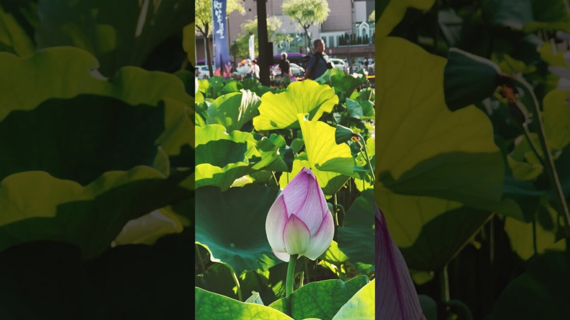 🌸 Whispers of Water and Wind: Lotus Season at Senshū Park 🌿