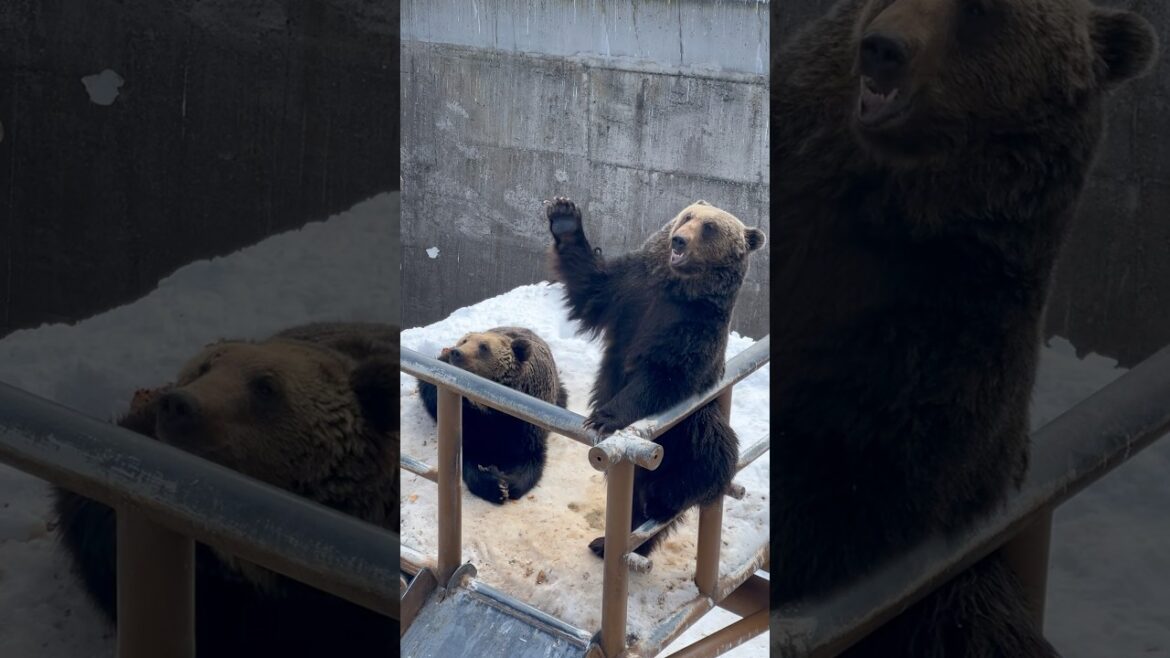 Two Brown Bears Asking for Food at Noboribetsu Bear Park, a Wildlife Sanctuary in Hokkaido, Japan