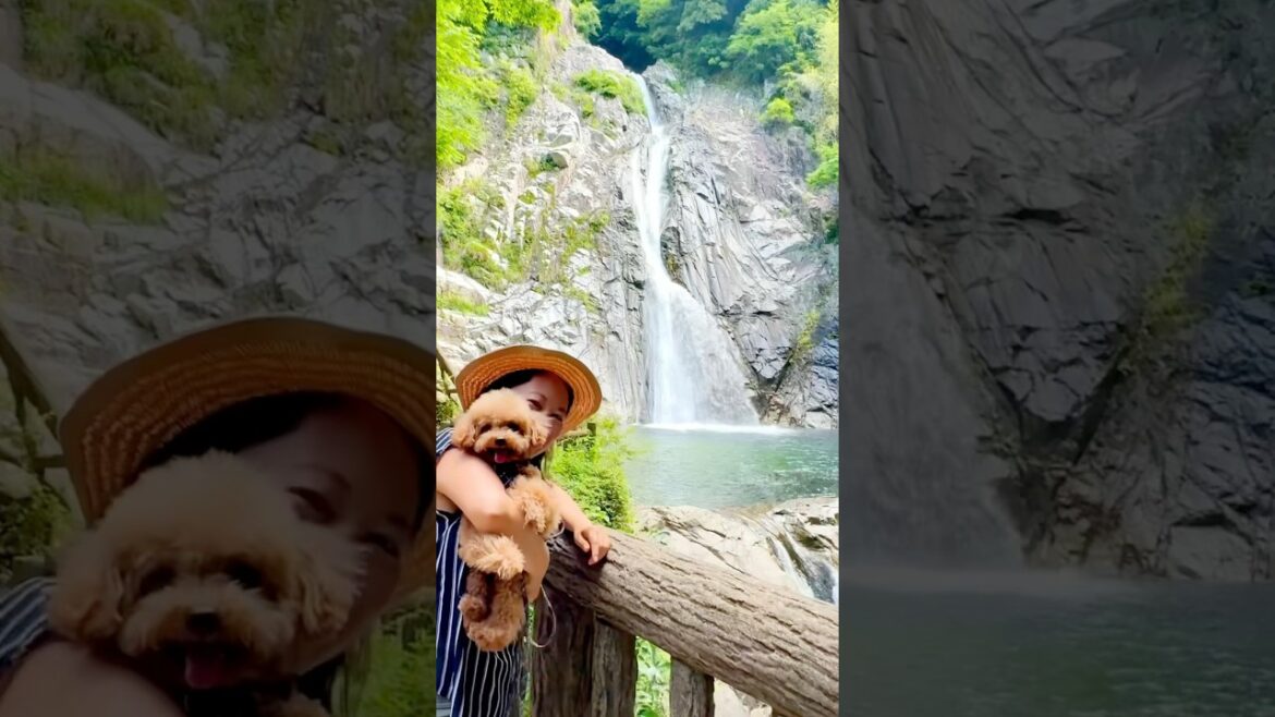 Hidden gem in Kobe ~Waterfalls, Nature trekking & Stunning Reservoir✨ #travelvlog Hidden gem in Kobe ~Waterfalls, Nature trekking & Stunning Reservoir✨ #travelvlog