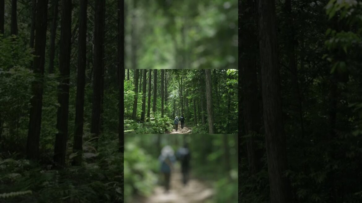 Walking Japan’s Sacred Trail #Kumanokodo #Wakayama #japantravel