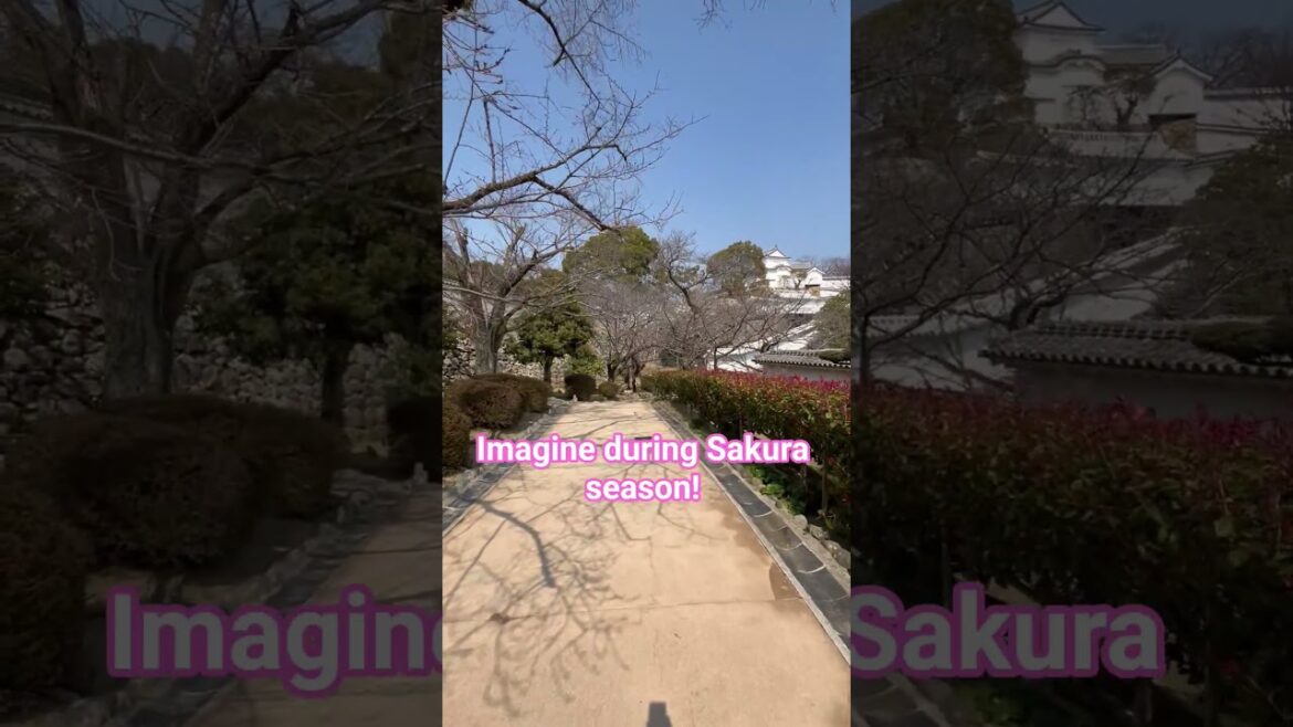 Himeji Castle is incredible to walk by! #japan #travel #sakura