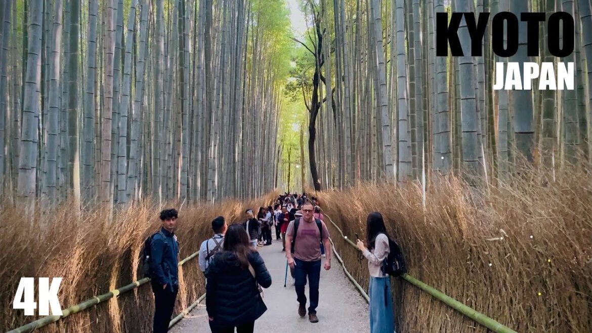 Bamboo Forest (Kyoto, Japan) | 嵐山竹林の小径 | Walking Tour | 4K HDR