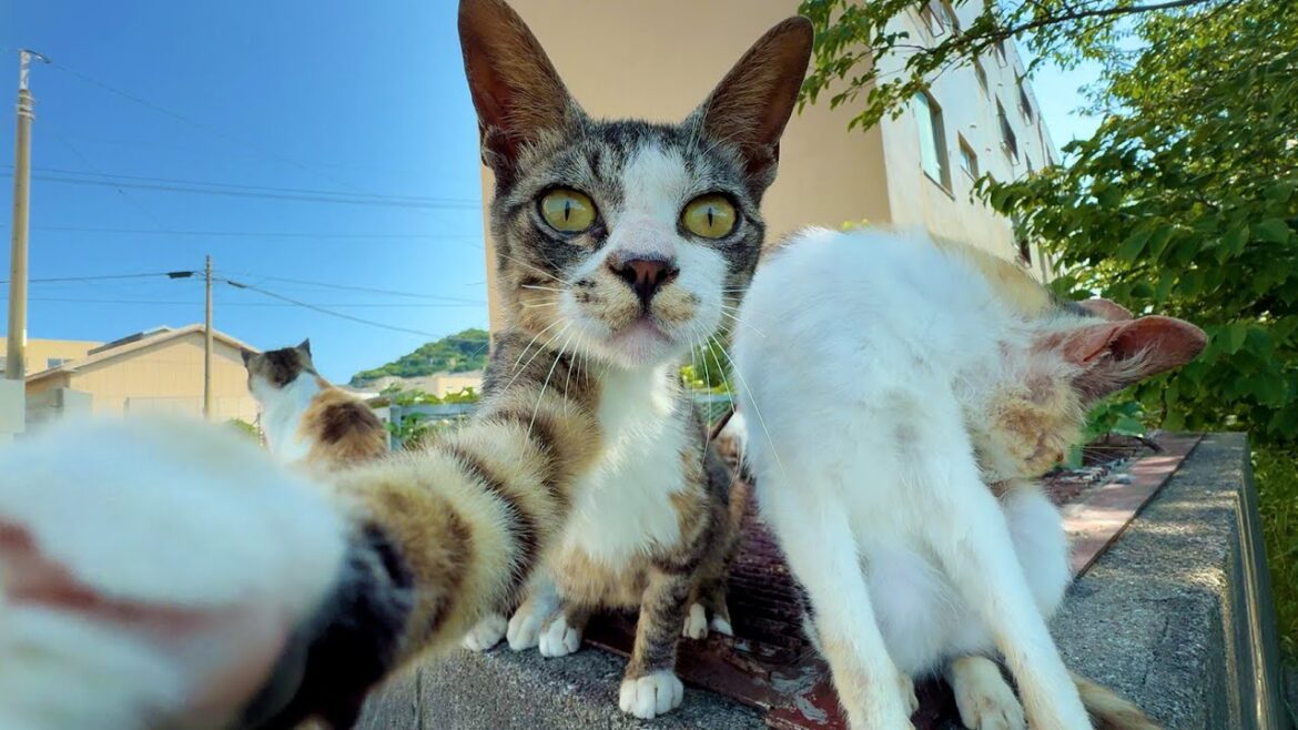 Visiting Japan’s Cat Island, Where More Cats Than People Live Among the Ruins of a Coal Mine