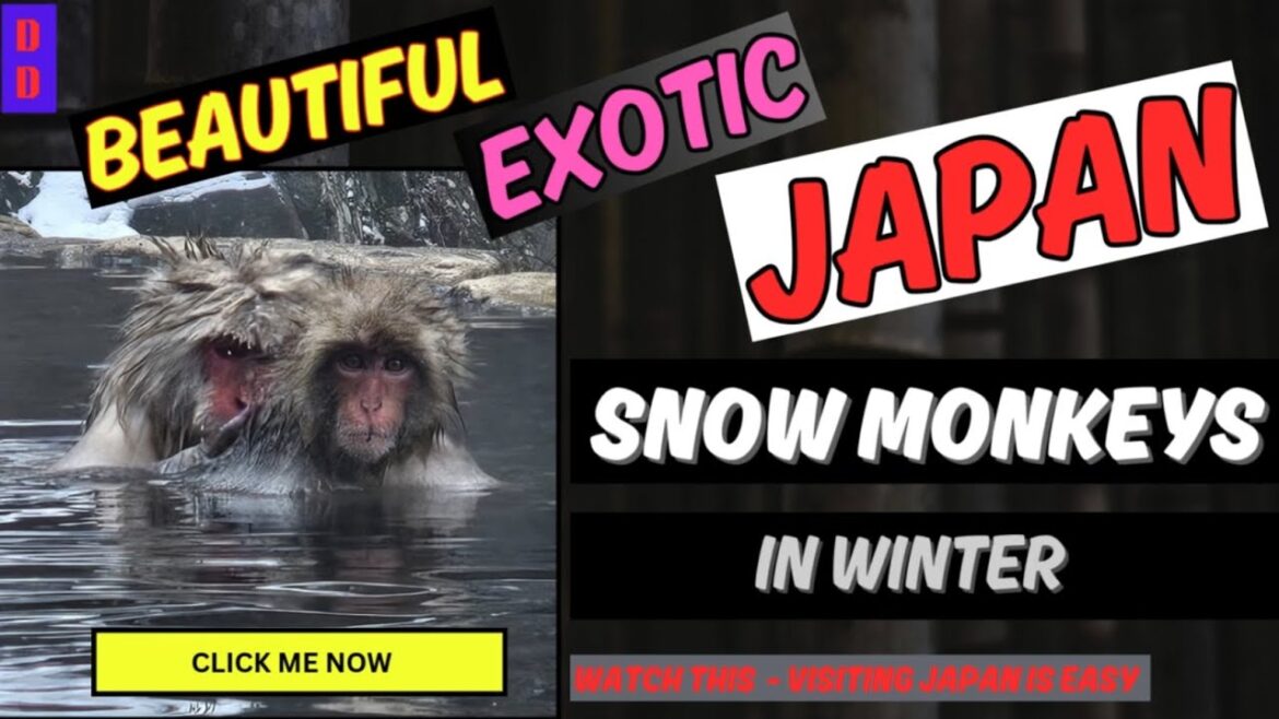 Japanese Snow Monkeys in Winter