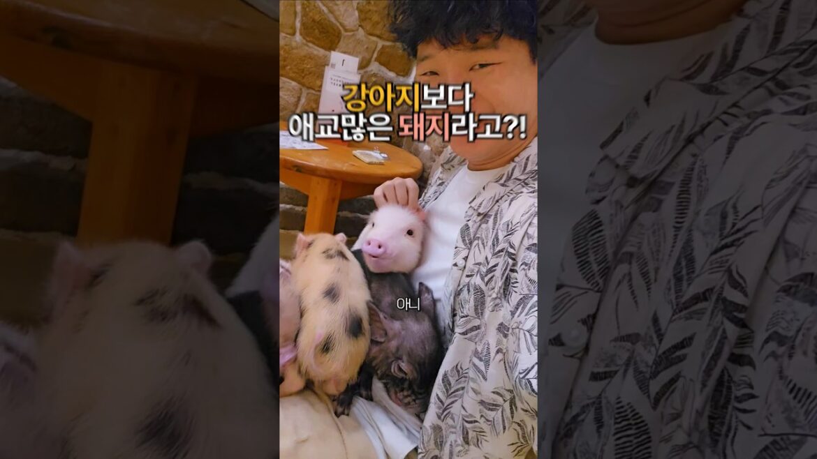 일본 #삿포로 여행중 방문한 #이색카페 #돼지카페 후기