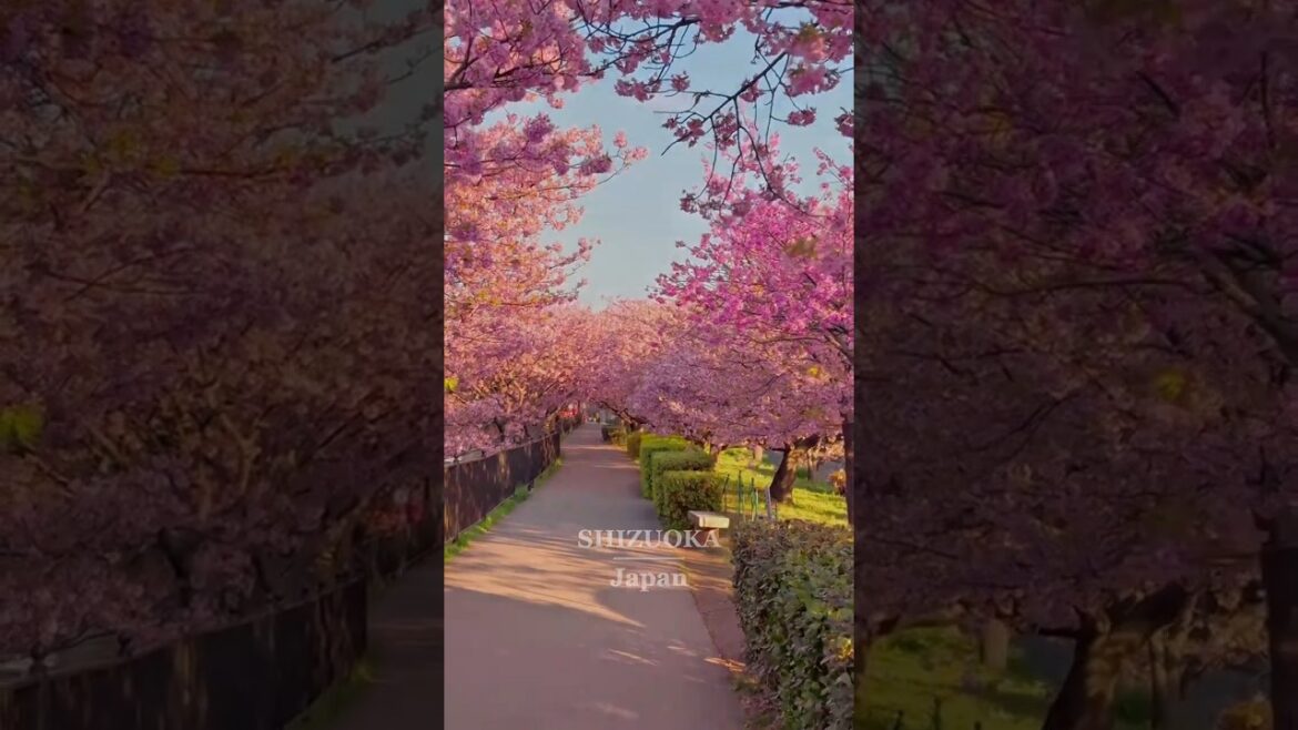 "Lost in the Calm of Shizuoka — Japan’s Hidden Gem 🇯🇵🍃|shizuoka"