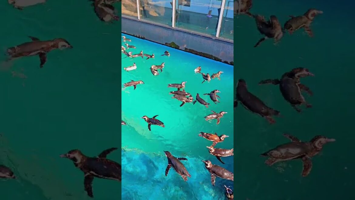Joetsu Aquarium pengui 🐧上越市立水族博 物館 うみがたり