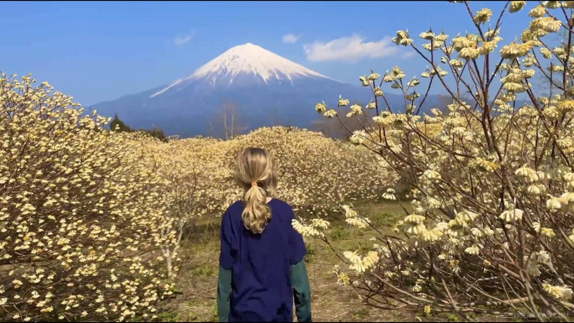 Mount Fuji Day Trip from Tokyo with Kids!