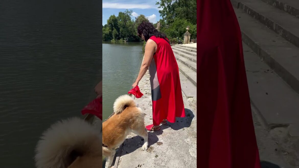 #akitadog #akitainu #akita #puppy #hachiko #doglife #dogshorts