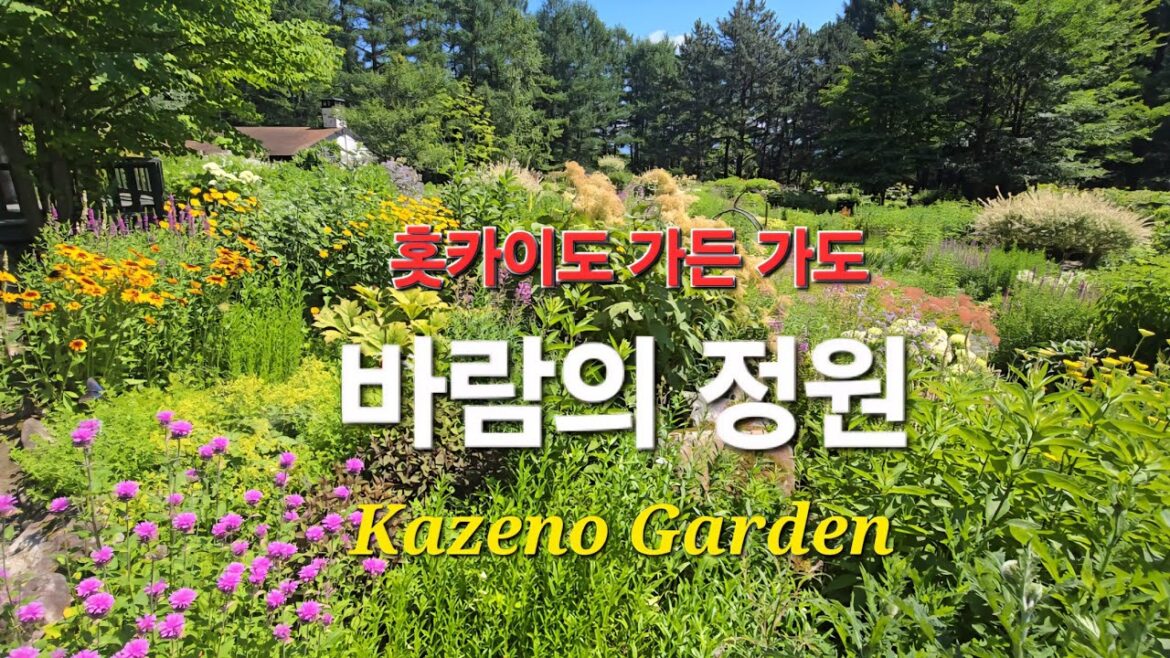 홋카이도 정원 여행 5 바람의 정원 Kazeno Garden과  닝구르 테라스 2025. 7. 홋카이도 정원 여행 5 바람의 정원 Kazeno Garden과  닝구르 테라스 2025. 7.