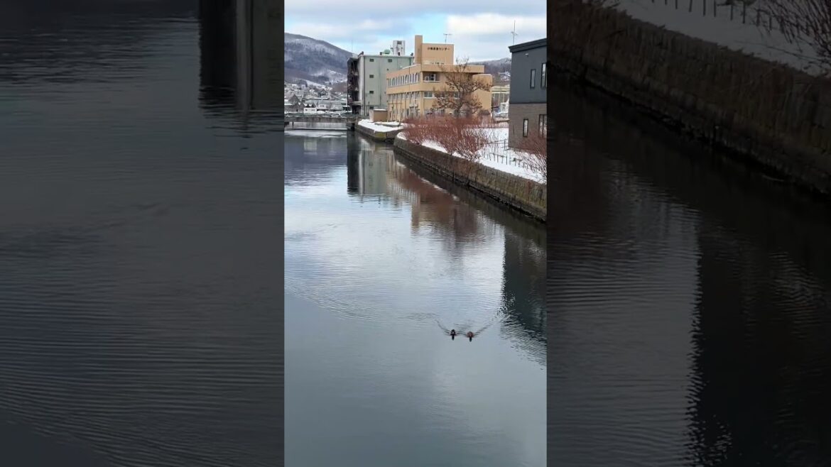 Aww, cute ducks in the Otaru Canal #japan #otaru #travel #love #cuteduck