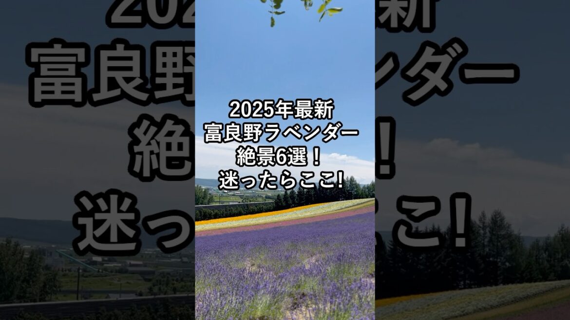 【富良野観光物語】富良野ラベンダー絶景6選! #富良野 #北海道旅行 #北海道 【富良野観光物語】富良野ラベンダー絶景6選! #富良野 #北海道旅行 #北海道