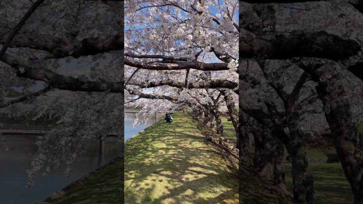 IMG 7230 #lake #travel #spring #散歩 #旅行 #ドローン #公園 #五稜郭公園 #函館 #桜 #北海道