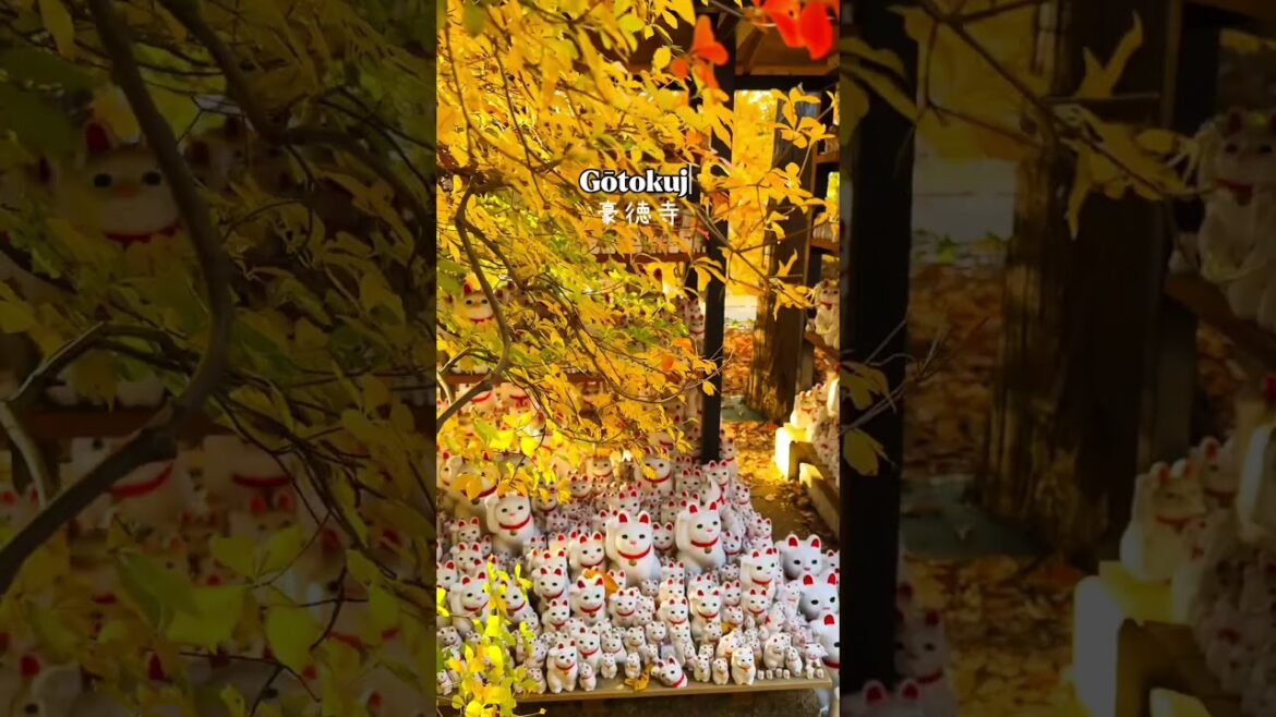 3 Must Visit Autumn Spots in Japan! Part 1