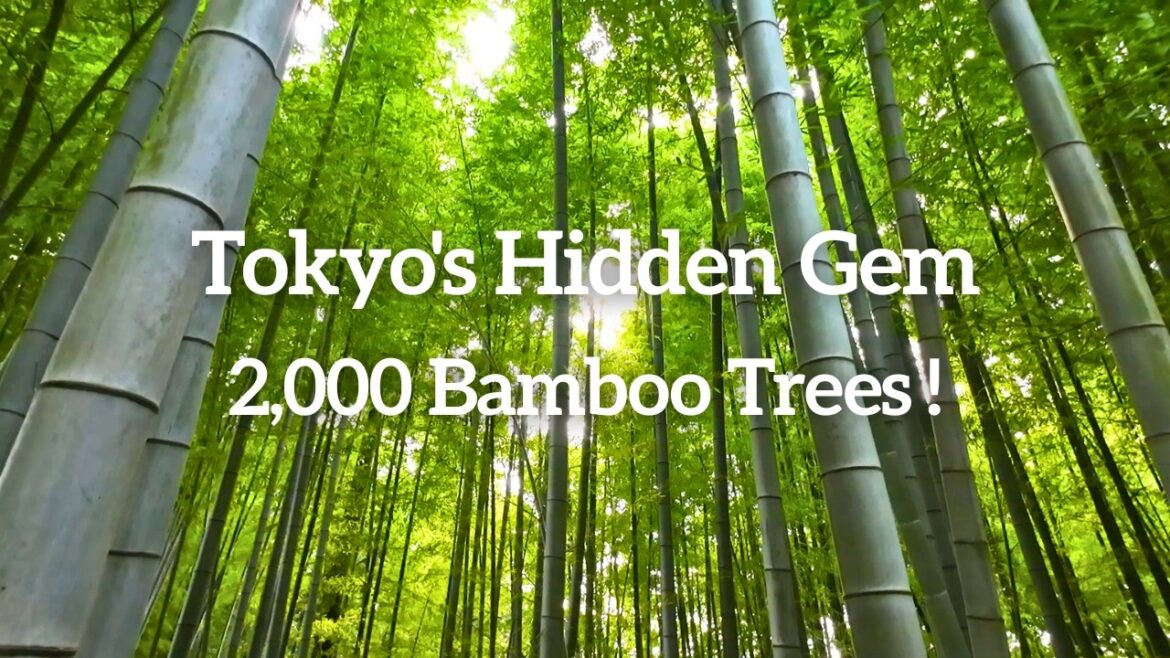 Tokyo’s Hidden Bamboo Forest 🌿 – 2,000 Trees! | Higashikurume Chikurin Park Tokyo’s Hidden Bamboo Forest 🌿 - 2,000 Trees! | Higashikurume Chikurin Park