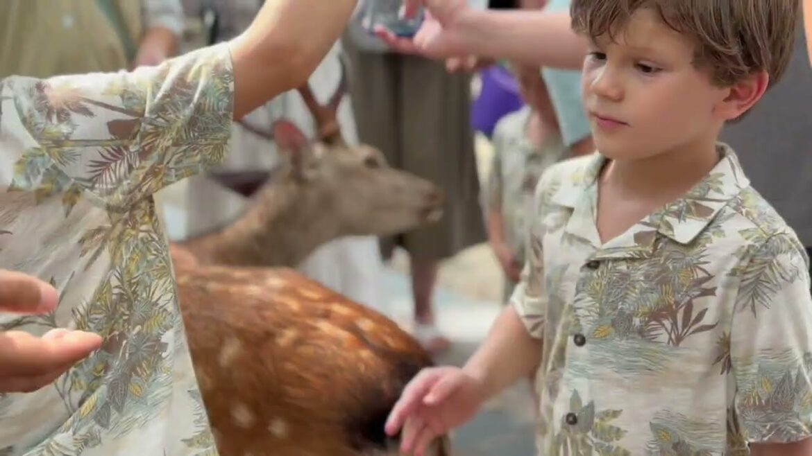 Ep: 18 Day Trip from Kyoto to Nara Deer Park π¦ | Feeding Friendly Deer in Japan Ep: 18 Day Trip from Kyoto to Nara Deer Park π¦ | Feeding Friendly Deer in Japan