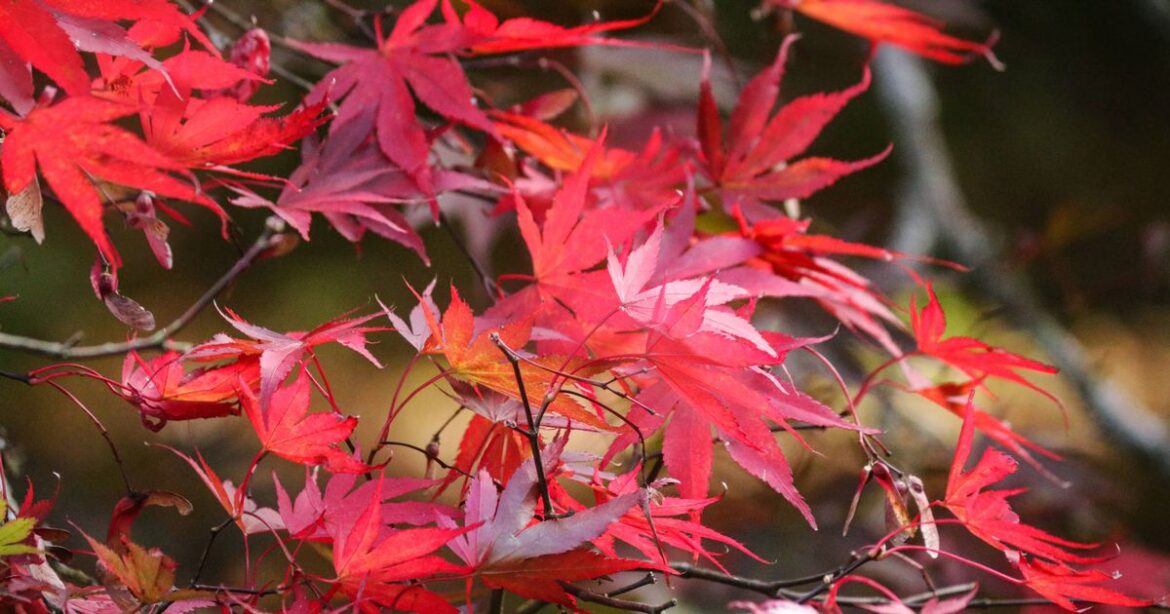Keep Japanese maple leaves vibrant red with 1 natural item added to the soil in July Ipso logo
