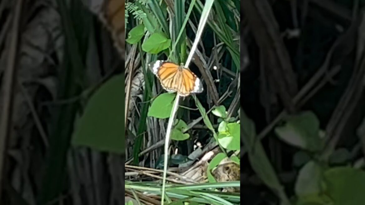 宮古島の自然散歩　バターフライと会話　#naturewalk in #okinawa #travel #youtubevideo #trendingvideo #coralreef #珊瑚礁