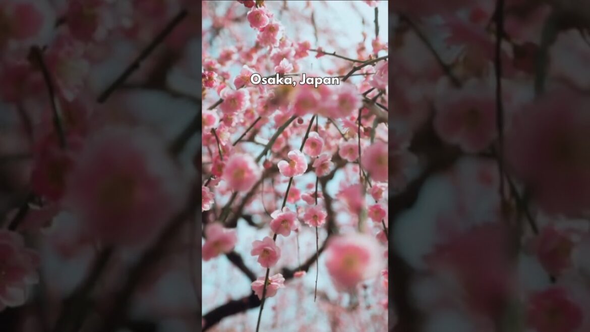 Uncover Beautiful Cherry Blossoms in Osaka, Japan Uncover Beautiful Cherry Blossoms in Osaka, Japan
