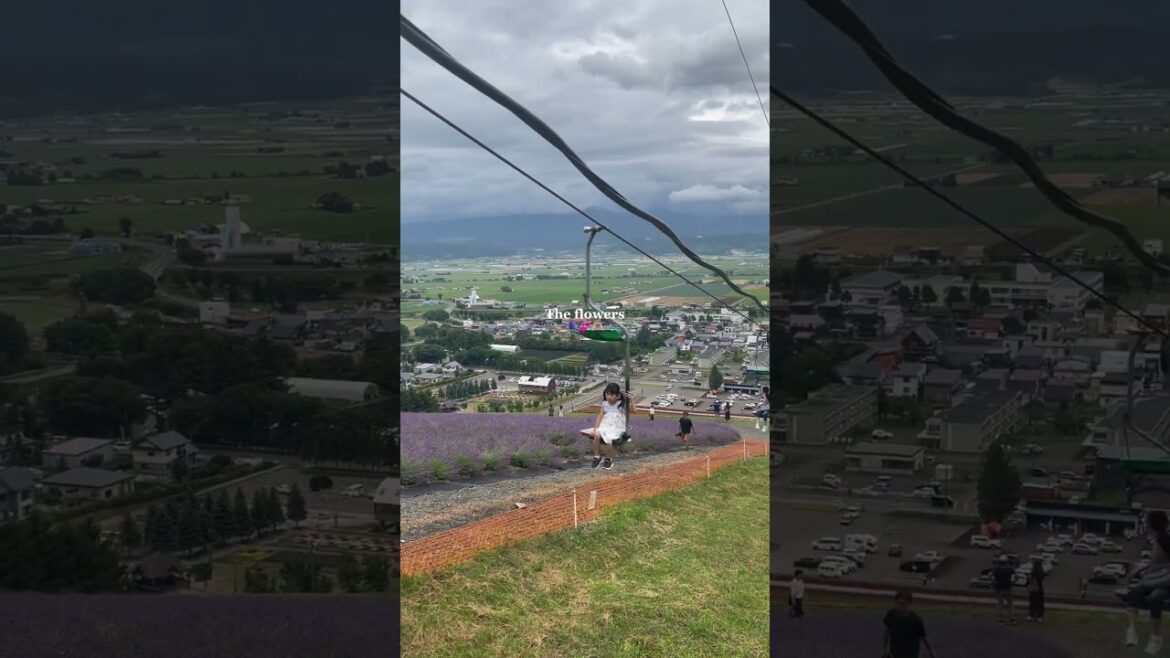 #travel #lavender #furano #flowers #hokkaido #summer