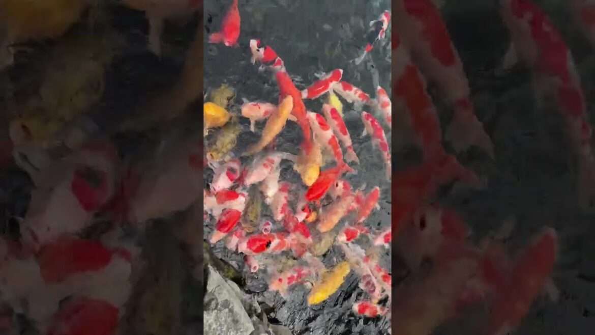 Feeding koi in a Japanese garden 🇯🇵✨ (栗林公園 Ritsurin Garden) #shorts  #tokyowalk #train #travel