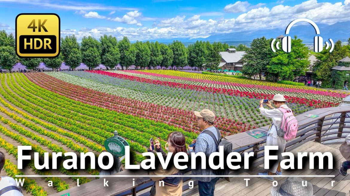 Furano Lavender Farm Walking Tour [4K/HDR/Binaural]