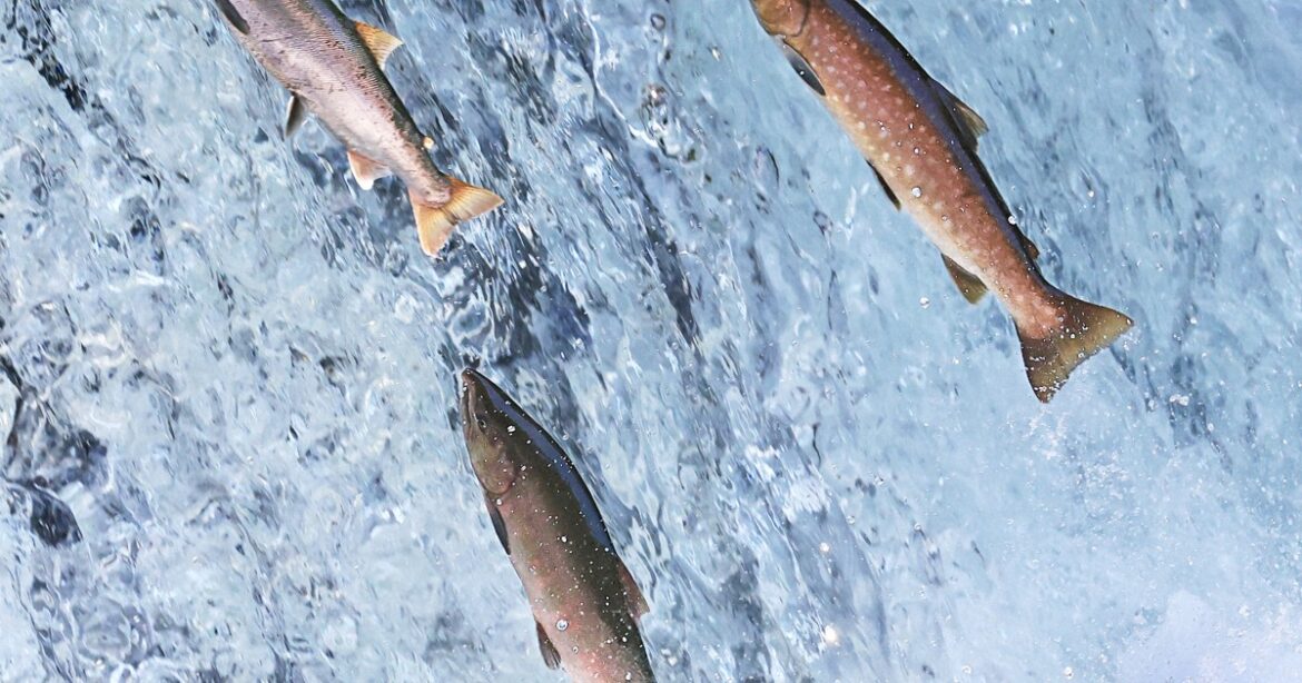 Easy Japanese news in translation: Cherry salmon jumping up falls in Hokkaido river Easy Japanese news in translation: Cherry salmon jumping up falls in Hokkaido river