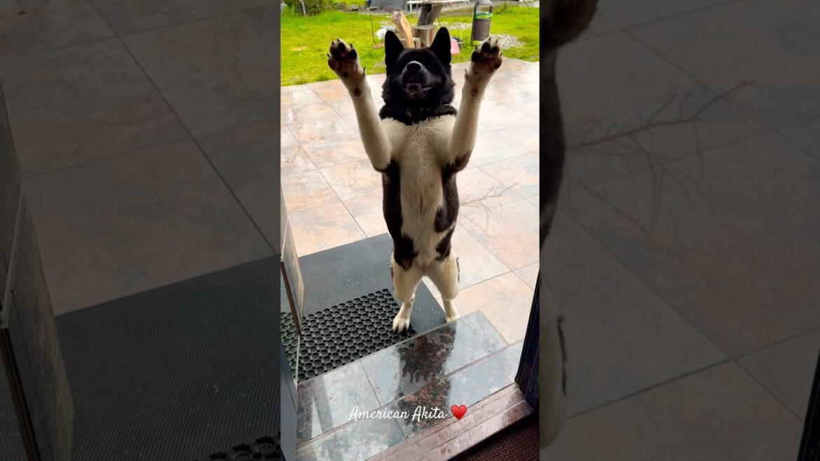American Akita greets you! ♥️ #akitainu #akita #americanakita #doglover #dogshorts