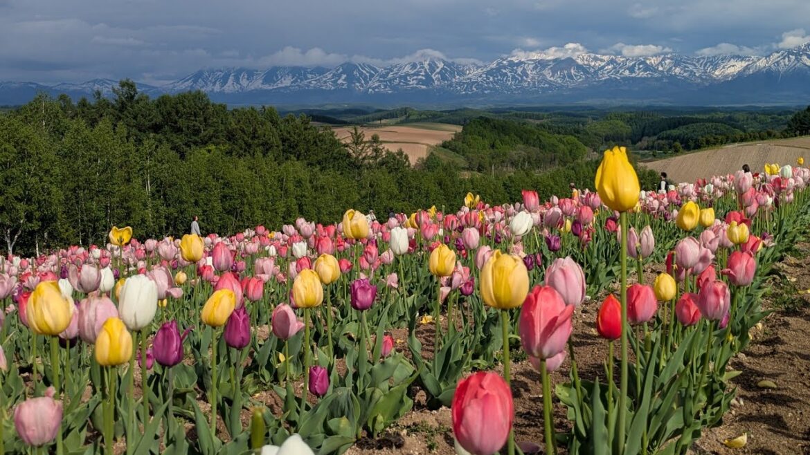 Furano - Hokkaido - Japón - Mayo 2025