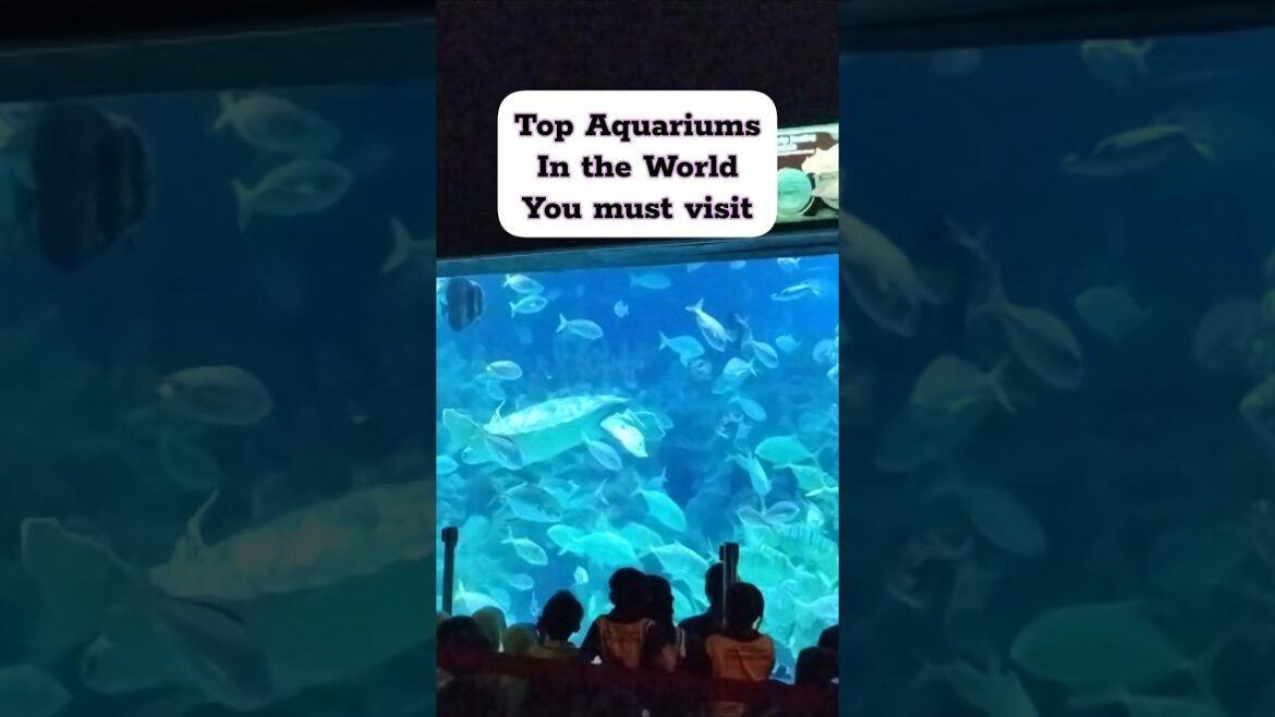 Some of the top aquariums in the world, you must visit #vacation #aquarium #kualalumpur #dubai Some of the top aquariums in the world, you must visit #vacation #aquarium #kualalumpur #dubai
