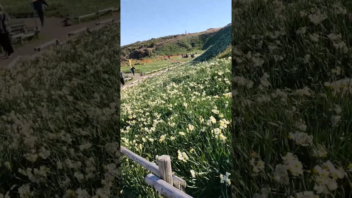 Izu, Shizuoka, Japan #4