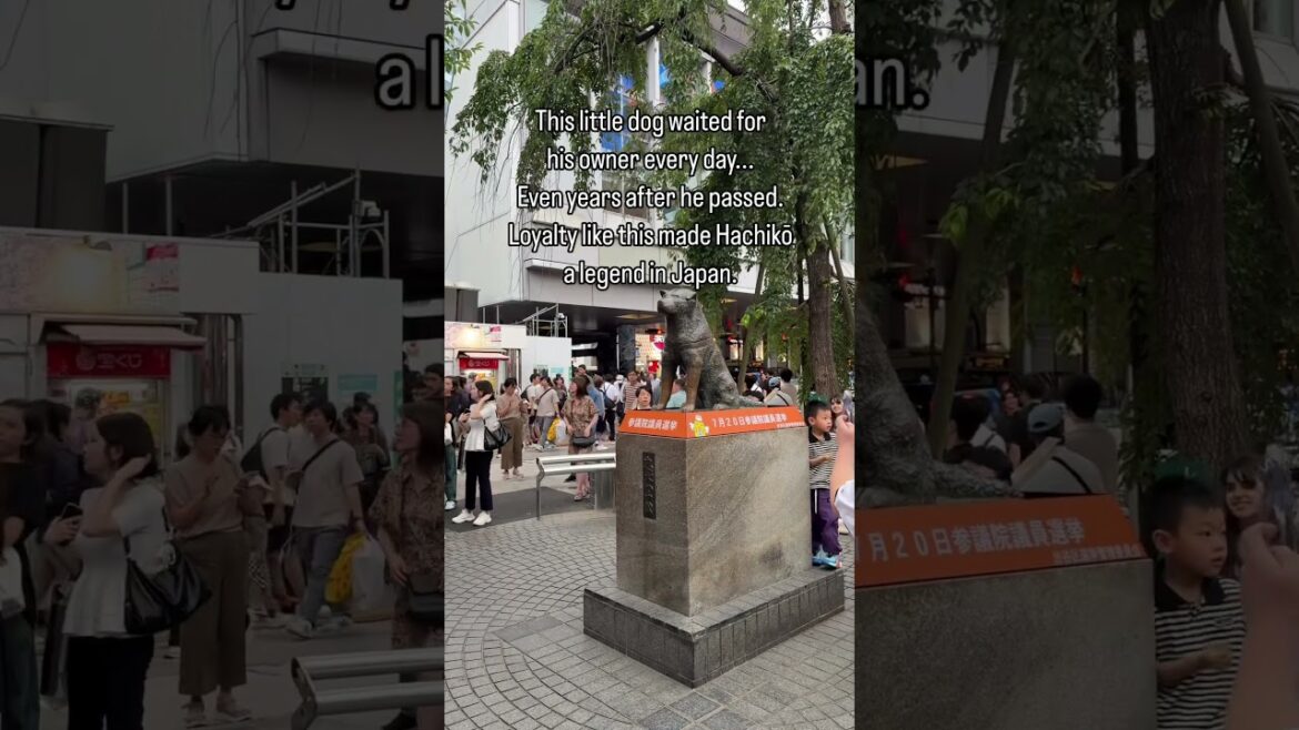 Have you heard of The famous Akita dog, Hachiko in Tokyo Japan?